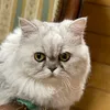 cihiro_g