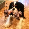 cavalier481