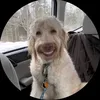 _noot_1