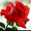 userjcfoc6a8s6