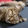 apayangcukuppppp