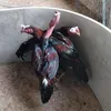 userysuk8quxrc