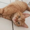 sobekkkkkkk
