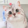 bacon_kawaii2801