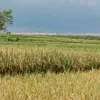 hadiriyan0