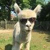 llama_sp1tz