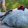 lockandkeyrabbitry
