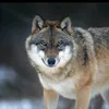 asirwolf