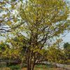 nguyn.thanh4011