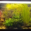 ellasbettas