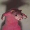 rat.thats.pink