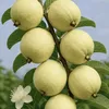 ahmadtas10