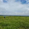 nguyenhuyplk