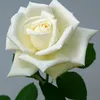 lina_hafidi