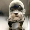 yajirpapu