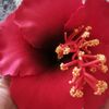 _sareesah_
