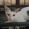 insiderscat