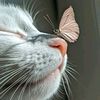 tanima_islam16