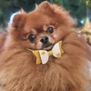 toy_pomeranian