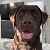 TheChocolateLabHarley