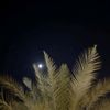 noor2967
