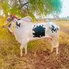 chakwal296