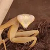 czapuch