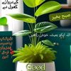 ulaat8