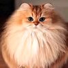 monstrs4qa_