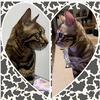 2bengal_cats_mikka_archi