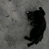 _engene.8