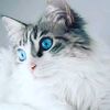niss_maira8