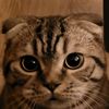 my_dumb_animals
