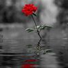selamlove251