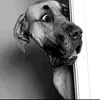 didebuli2