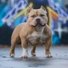 5.star.bully