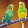 lotfi2830