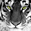 tiger_tuff_21