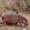 wildnature_6001