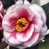 ha_huong_34