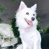 tl_thedripdog
