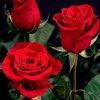 usera65aqk9lrb