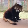 hako_desuyo