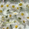 karacasemre