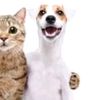 ilikecat3000