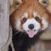 pandarojo0079