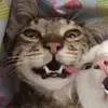 everest_here_i_come