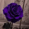 theblackmoon445