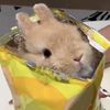 shoorabbit