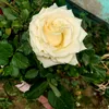 at_lq